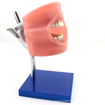 VENDER 12557 Sistema de práctica de simulación oral Phantom Head para escuela dental